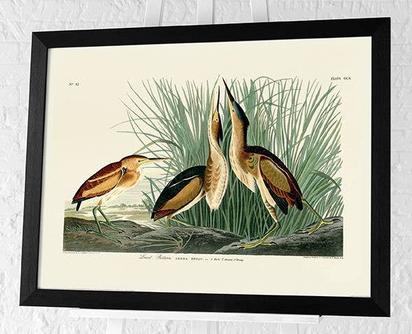 John James Audubon (Least Bittern) PFPPR51666, 60 x 80cm