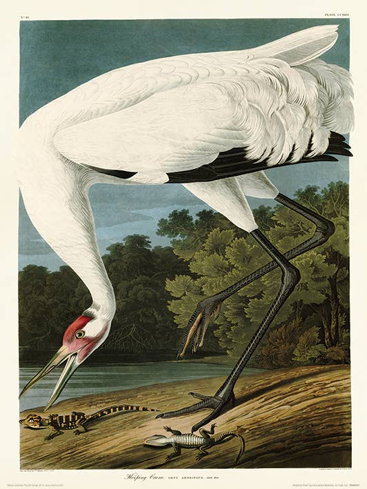 John James Audubon (Hooping Crane) - PPR44827, 30 x 40cm Graphic
