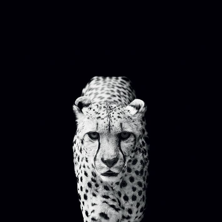 Nicolas Evariste (Acinonyx Jubatus) - WDC95259, 40 x 40cm Canvas - Small