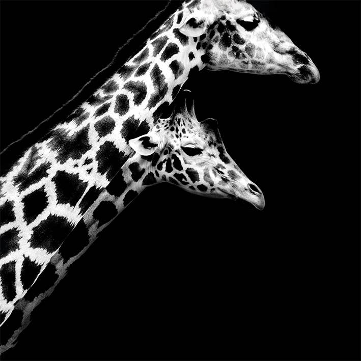 Nicolas Evariste (in Love II) - WDC97344, 60 x 60cm Canvas - Large