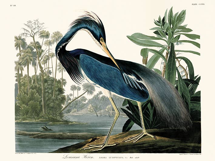 John James Audubon (Louisiana Heron) - WDC100842, 60 x 80cm Animals