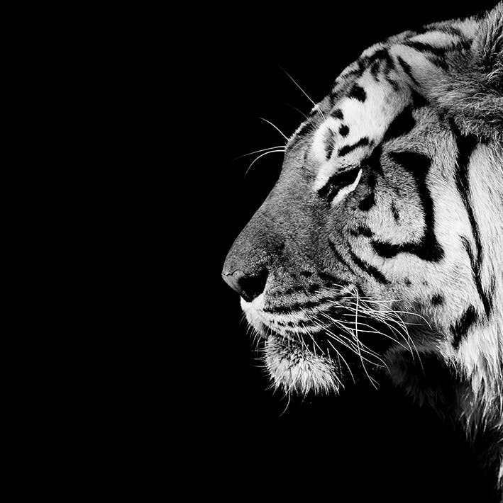 Nicolas Evariste (Panthera Tigris) - WDC91703, 30 x 30cm Canvas - Small