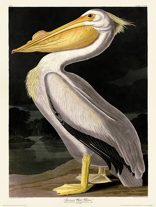 John James Audubon (American White Pelican) - PPR44825, 30 x 40cm Graphic