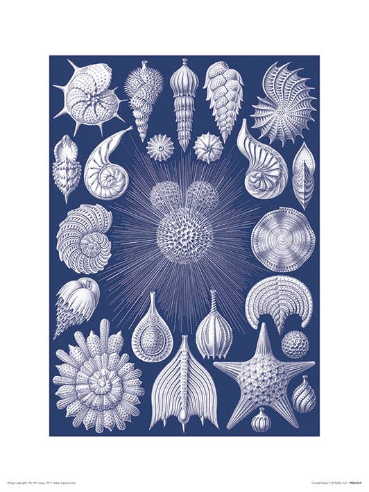 Piddix (Coastal Nature I) - PPR44569, 30 x 40cm Graphic