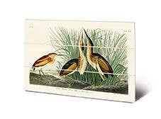 John James Audubon (Least Bittern) MW13933A, 20 x 29.5cm