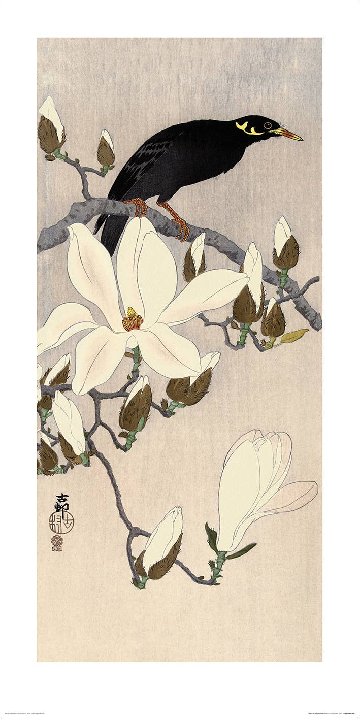 Ohara Koson (Myna on Magnolia Branch) - PPR41269, 50 x 100cm Graphic