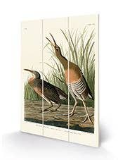 John James Audubon (Salt Water Marsh Hen) MW13930A, 20 x 29.5cm