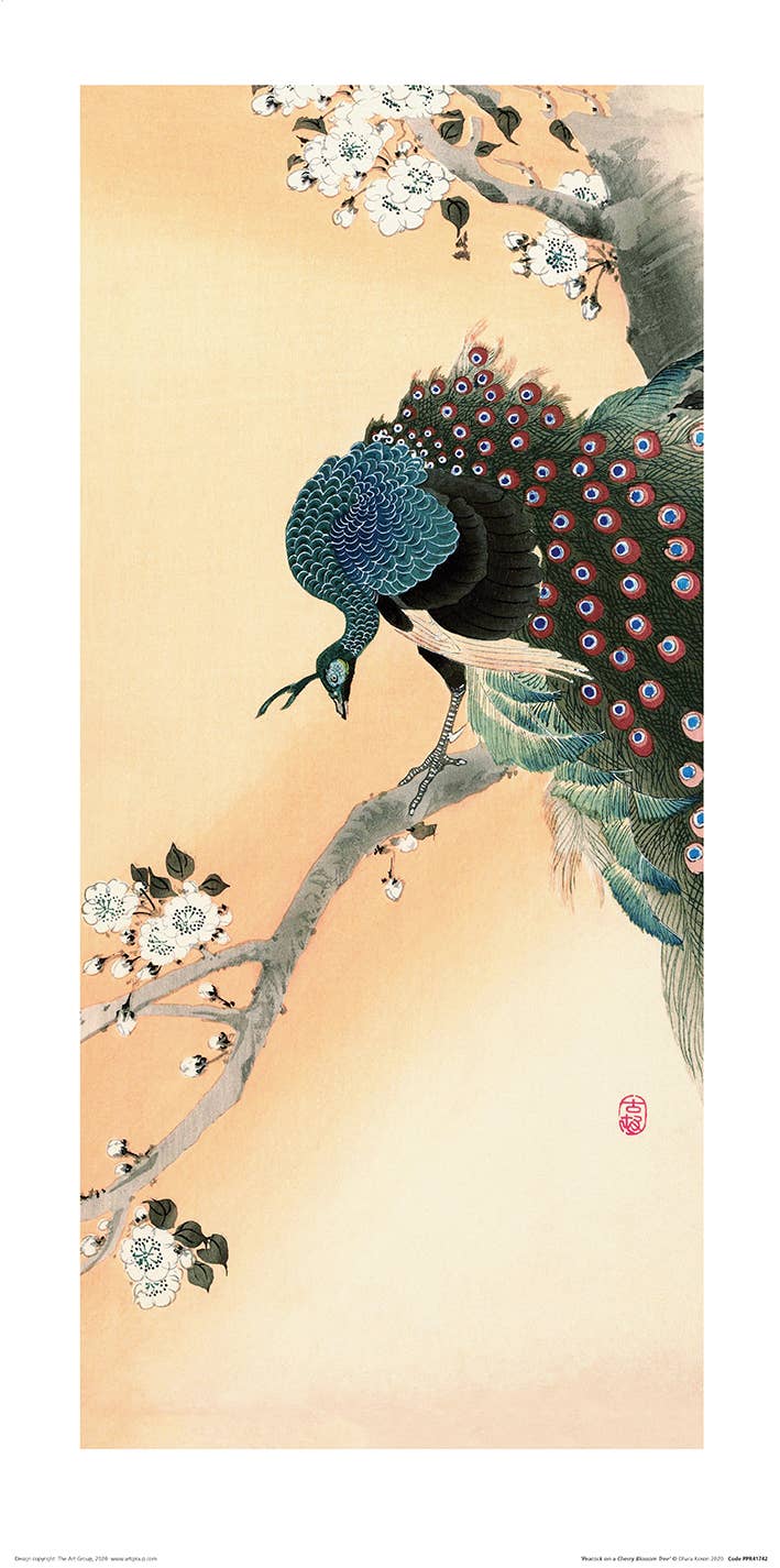 Ohara Koson (Peacock on a Cherry Blossom Tree) - PPR41742, 30 x 60cm Graphic