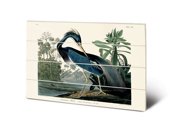 John James Audubon (Louisiana Heron) - SW13008A, 40 x 59cm Wood Prints - Small