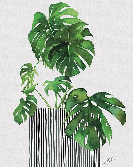 Summer Thornton (Swiss Cheese Plant) - WDC94918, 40 x 50cm Canvas - Medium