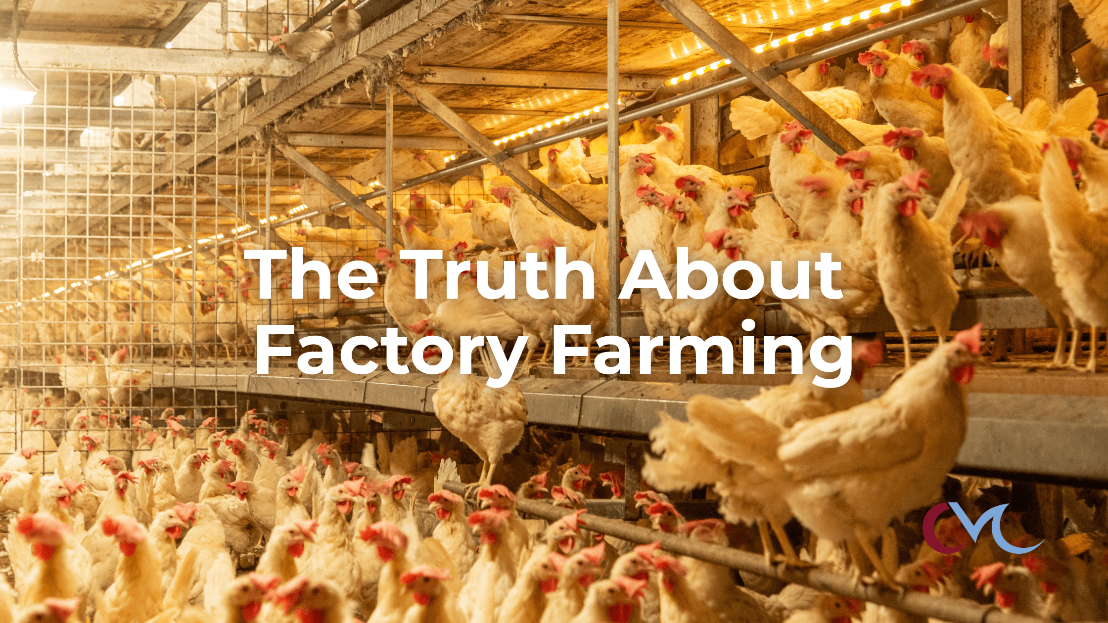 Over-crowded hens on factory farm