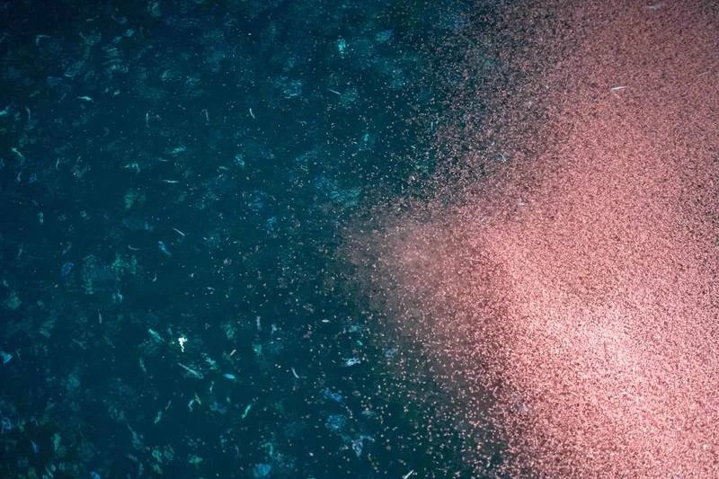 Ocean Activist Vows At COP30 To Take On Deep-Sea