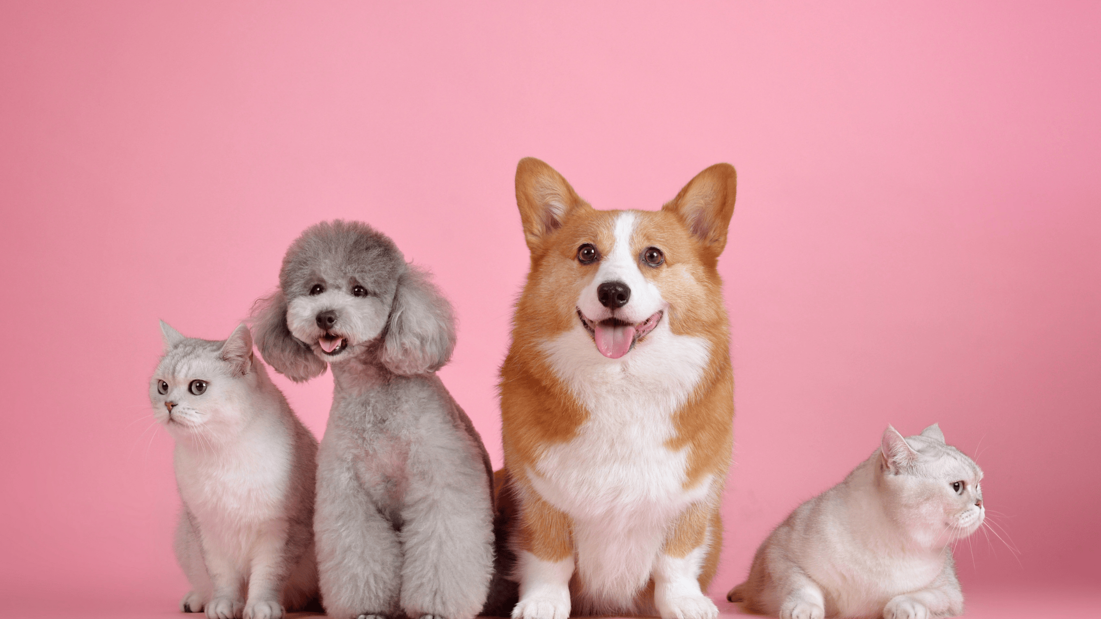 Boost your pet’s intelligence and hygiene with these top pet toys in the market!