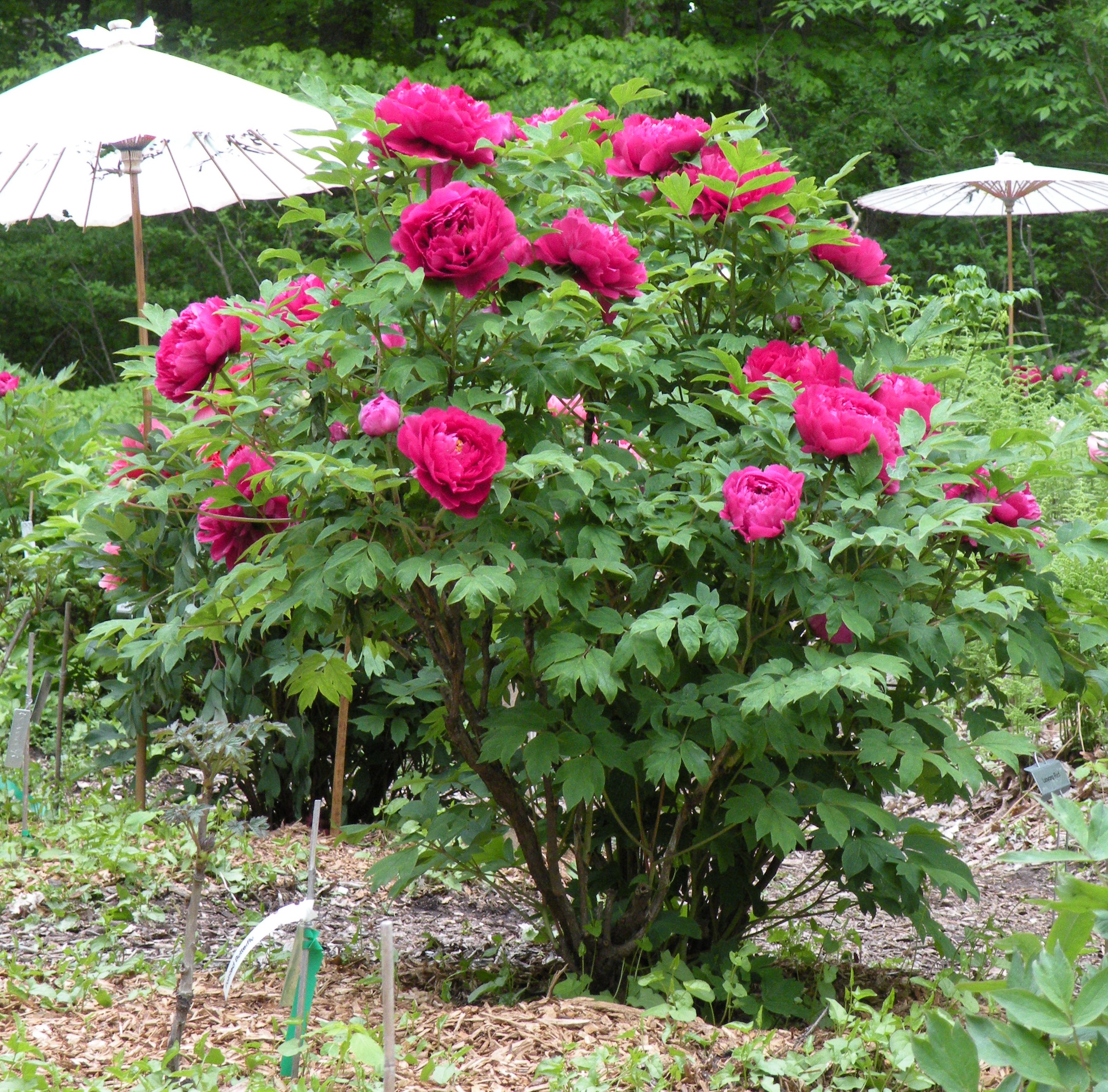 Buy Tree Peony Or Tree Paeony Paeonia Pink 24 99 Delivery By Crocus