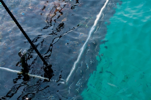 【南海トラフ】三重県・英虞湾で「アコヤガイ」が謎の大量死…水産研究所「原因は皆目見当がつかない」