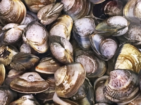 【異変】千葉県九十九里に大量に打ち上げたハマグリ…「急激な海水温の低下」と「局所的に強まった海流」が原因か