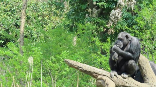 人間「インターネット作りました！原子力発電作りました！」地球で二番目に賢い生物「うほwうほw」」