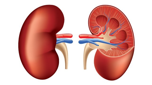 Renal Physiology