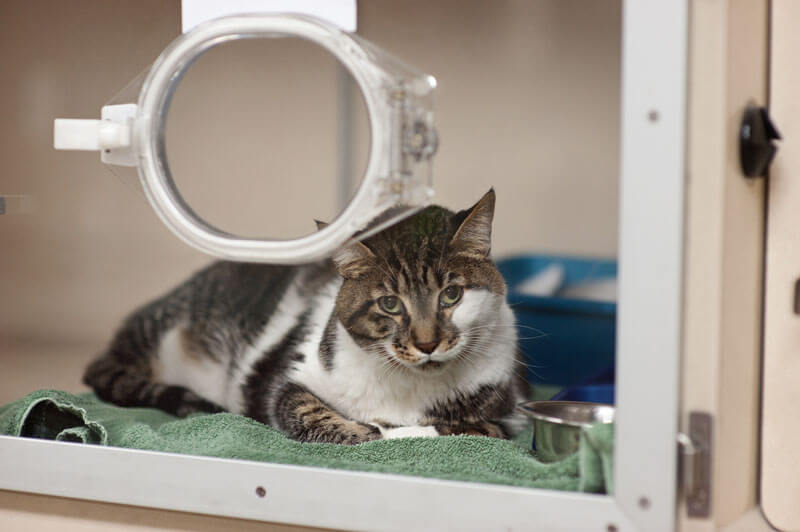 Dogs and cats are interesting creatures, sometimes exhibiting strange behaviors that may leave you scratching your head. Hypertrophic Cardiomyopathy (HCM) in Cats - CriticalCareDVM