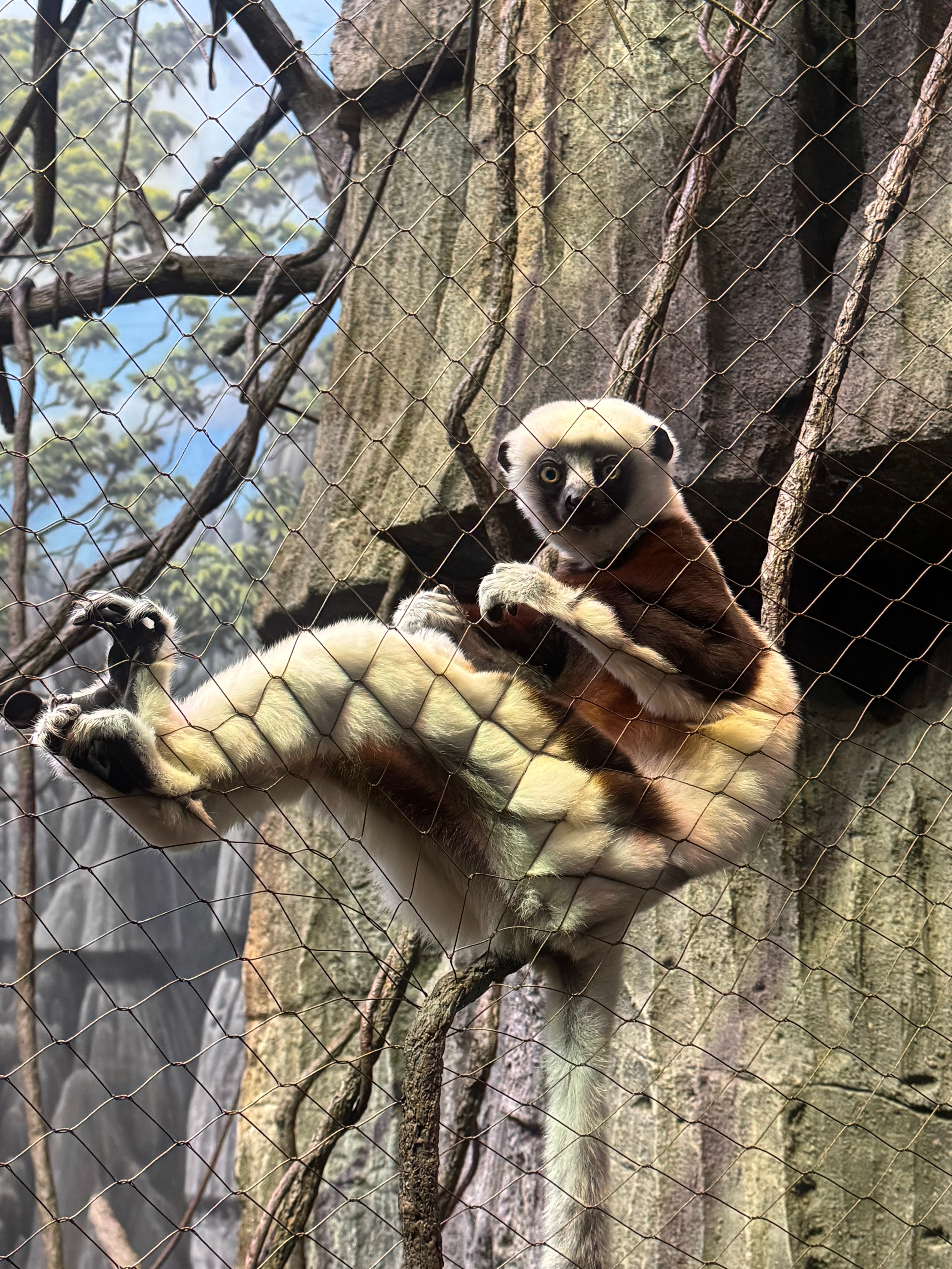 The Bronx Zoo: Critters + Conservation img 7072