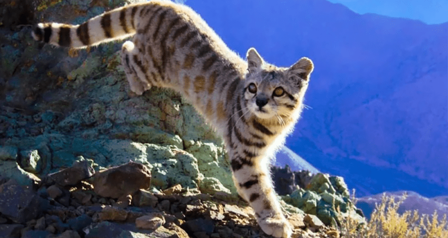 The andean mountain cat