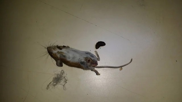 How to get rid of dead rodent smells?