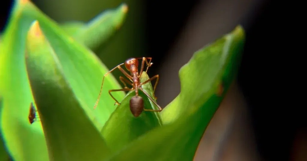 Are ants omnivores? understanding the dietary habits of ants