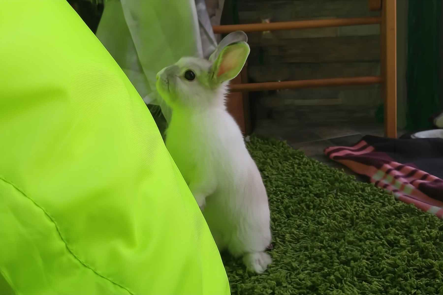 Can rabbits climb?