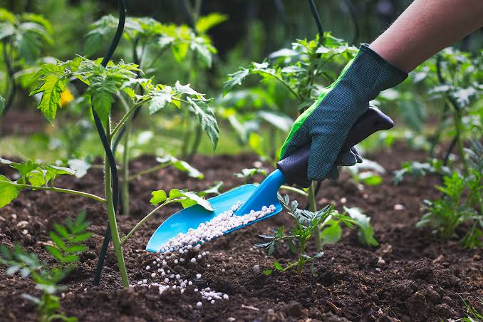 Bangladesh Fertiliser Dealers Demand Commission Be Doubled to Tk 200