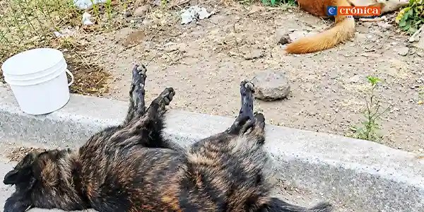 Alerta en Paltas: Denuncian nueva intoxicación masiva de mascotas que deja tres cachorros muertos