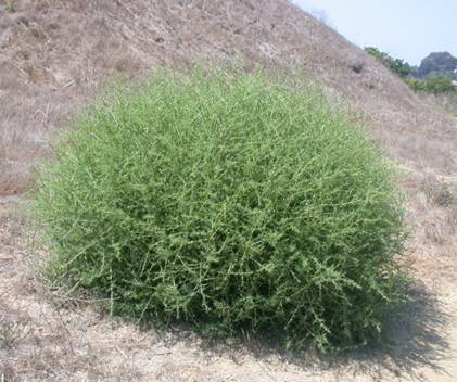 Russian thistle