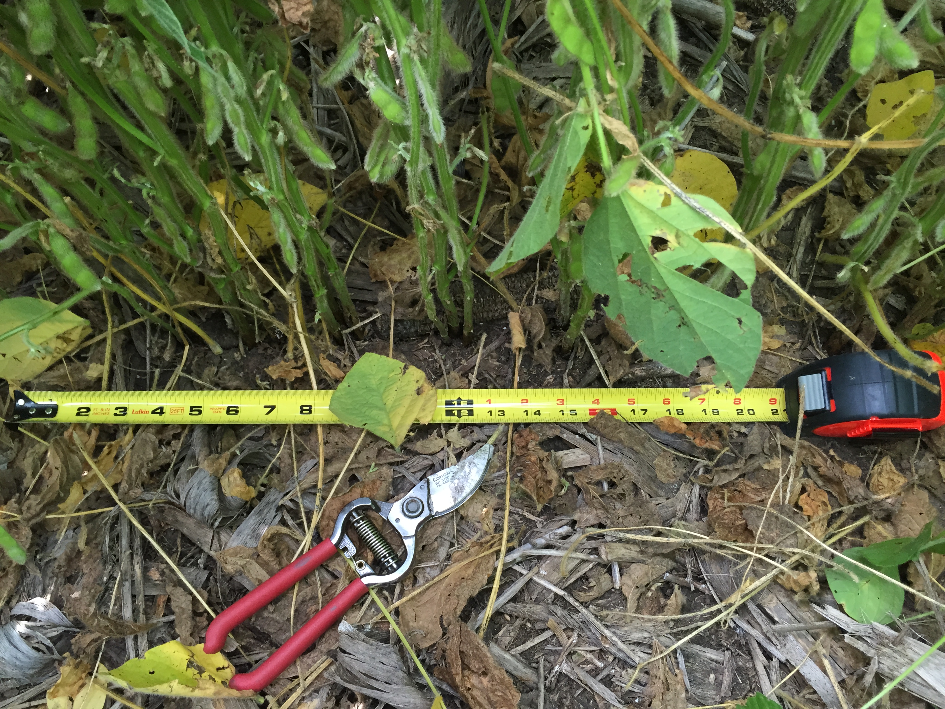 KTIC Radio Extension Corner Estimating Soybean Yield