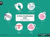 Ivf In Vitro Fertilization Procedure How It Works