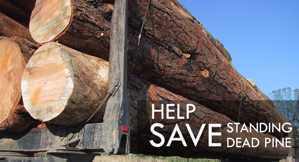 Large logs on back of truck trailer with "Help save standing dead pine" text on dark overlay, lower right.