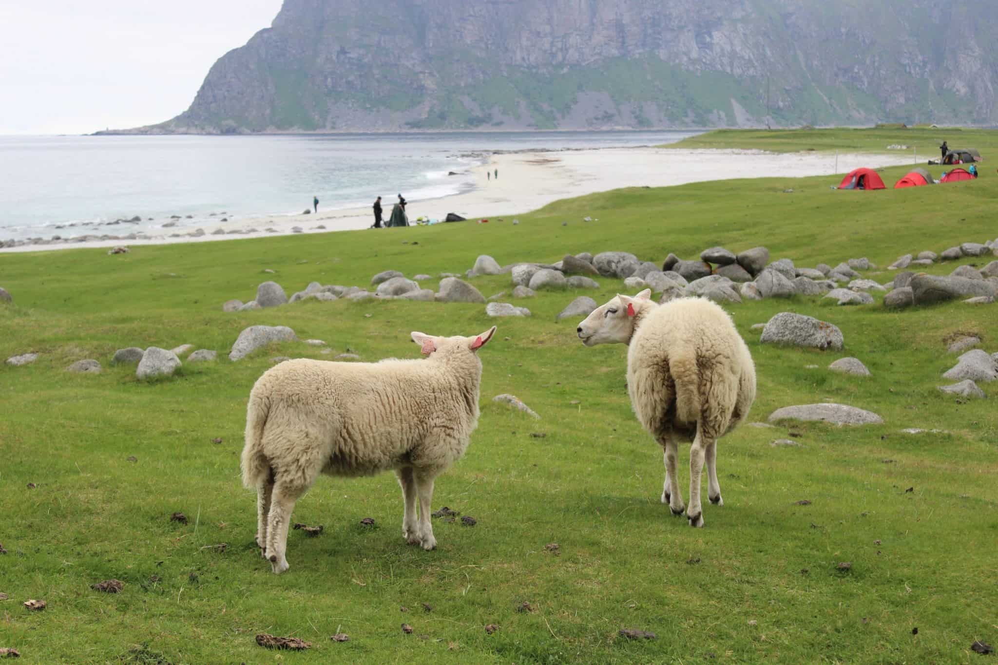 Trip Report Viking Sky Day 7 Lofoten Norway