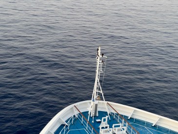 Cruise Shorts - Black Sea Birds Hitch a Ride on the Carnival Freedom Cruise Ship