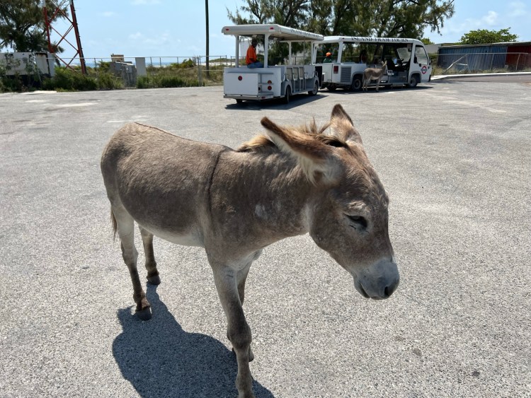 Wild donkeys of Grand Turk