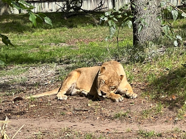 The Jacksonville Zoo: A Perfect Shore Excursion in Florida's Sunshine City