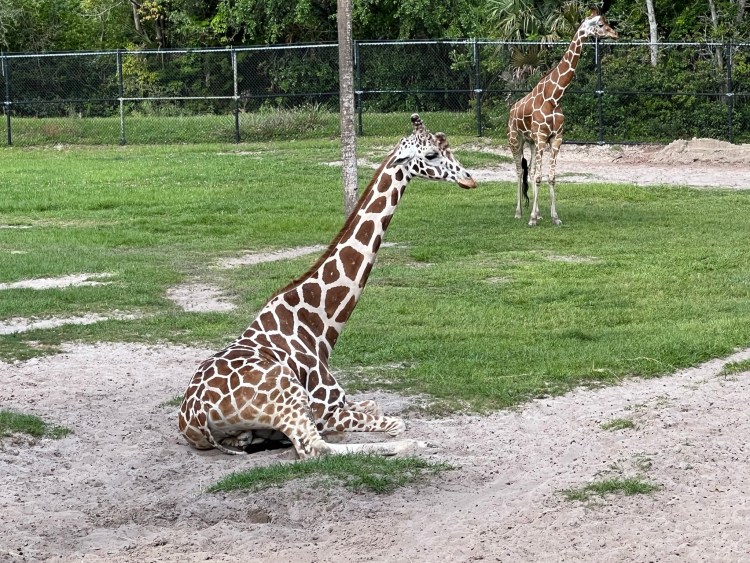 The Jacksonville Zoo: A Perfect Shore Excursion in Florida's Sunshine City