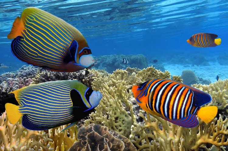 Diverse Marine Life in Aruba