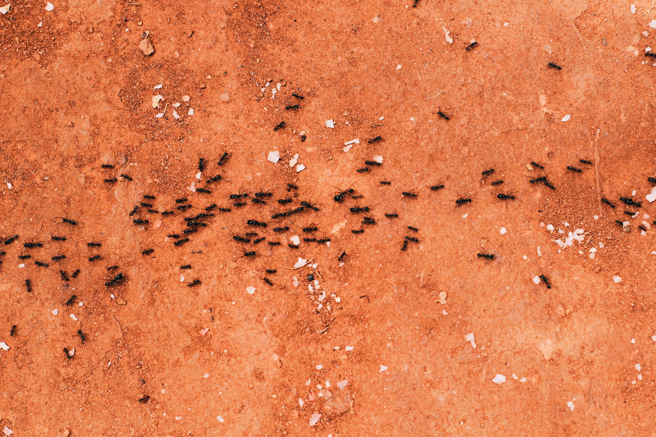 help there are ants under my carpet on how to get ants out of your carpet