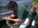 Video Got It Record Breaking Burmese Python Caught Cryptoworld