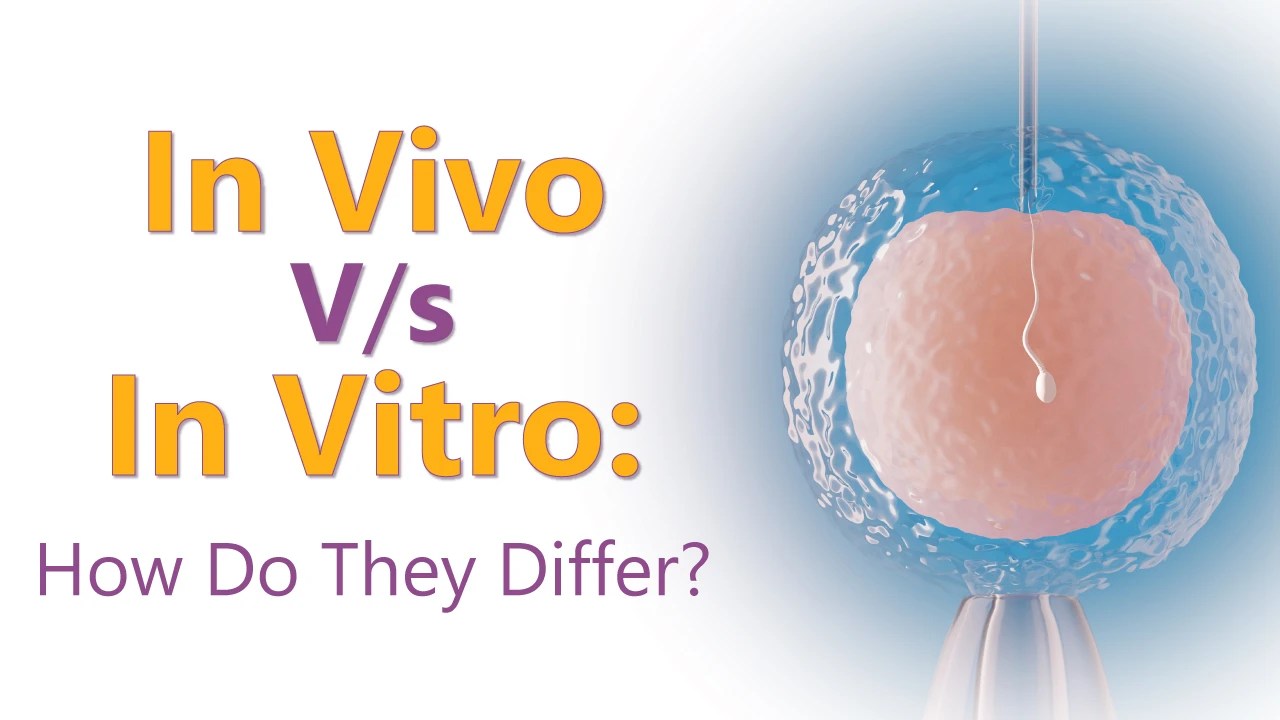 In Vivo and In Vitro Fertilization: How Do They Differ?