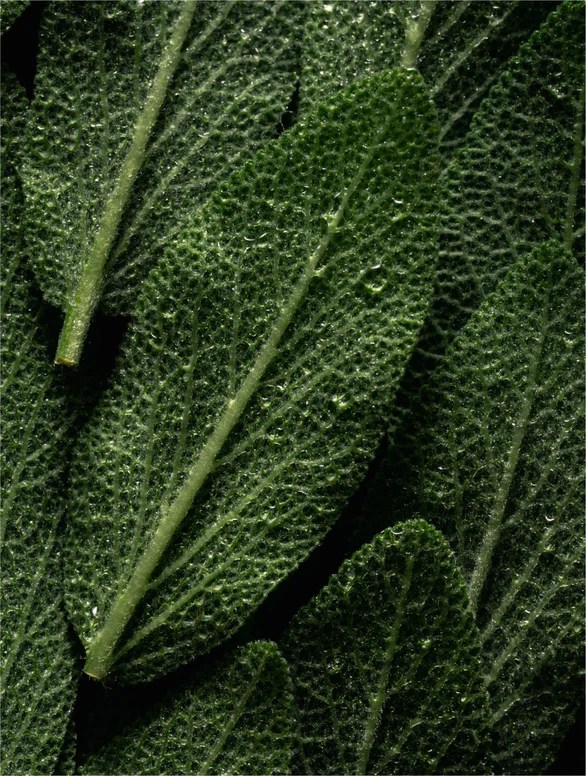 Microbiome Prebiotics Face Mist - Image 5