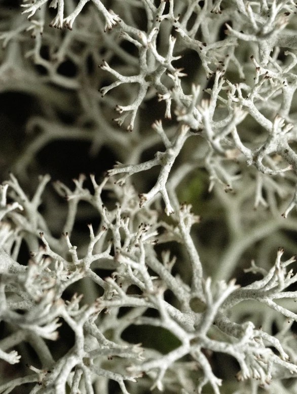 Iceland Moss Facial Cleanser - Image 4
