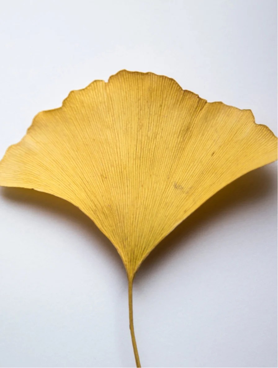 Antioxidant Ginkgo Gel Booster - Image 4