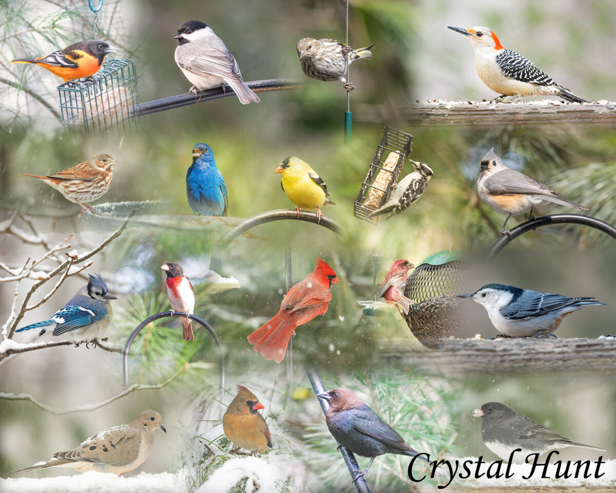 Backyard Birds