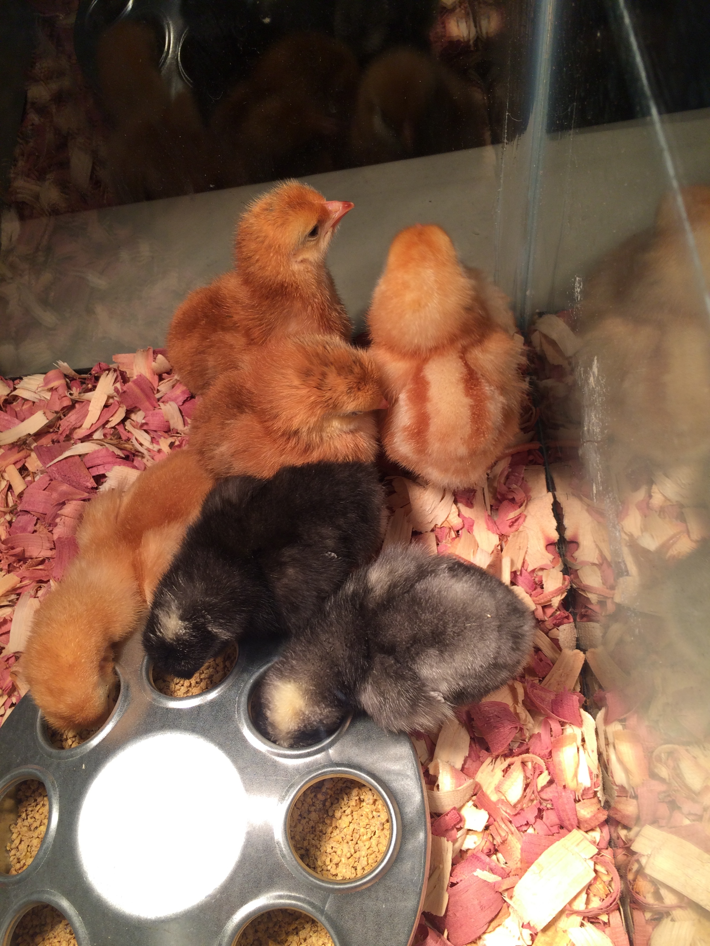 Getting used to their home