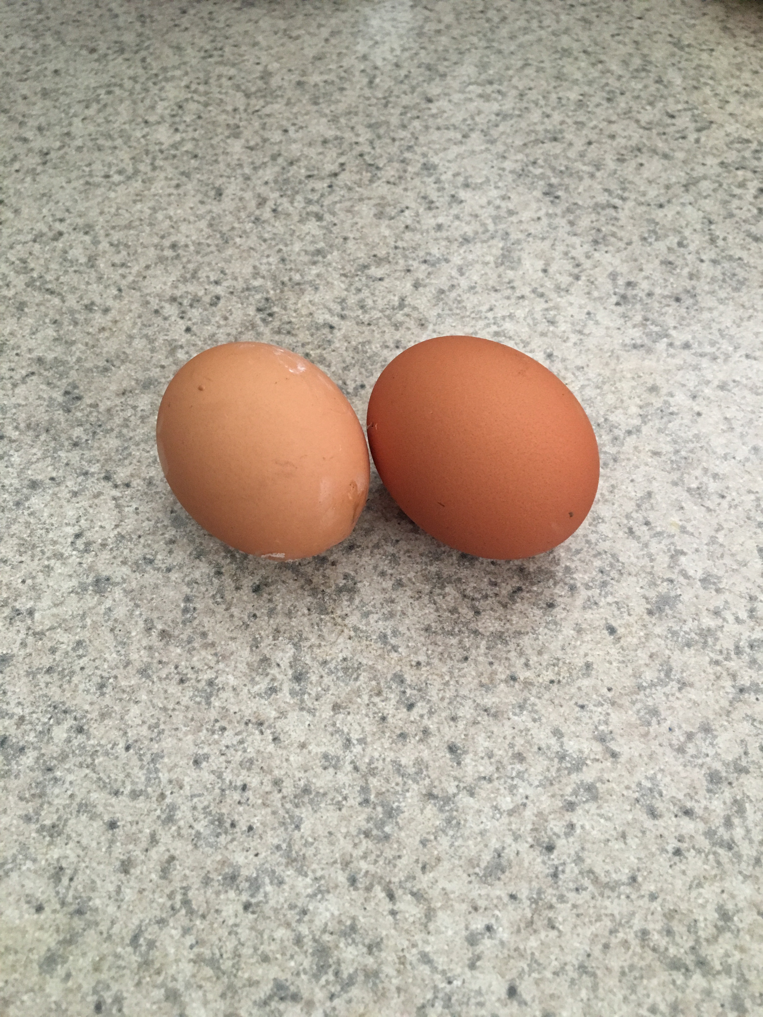 Our chicken finally laid eggs