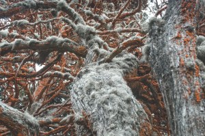 Gnarled mossy trees